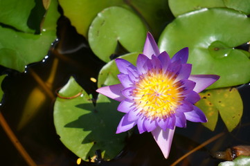 Violet lotus flower