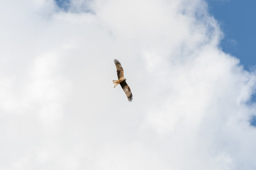 Black kite, Milvus migrans, in flight