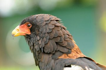 primer plano de aguila africana