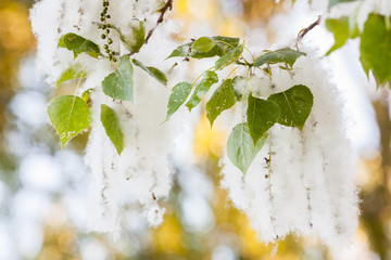 poplar fluff