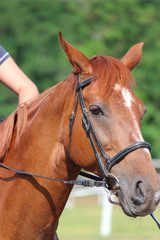 Fototapeta premium Portret ładny koń na pastwisku
