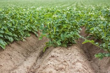 potato field