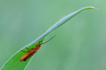 Rhagonycha fulva