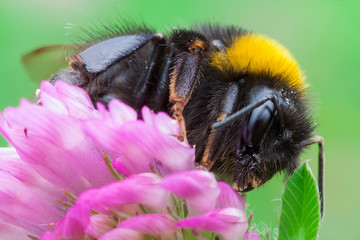 Bombus terrestris