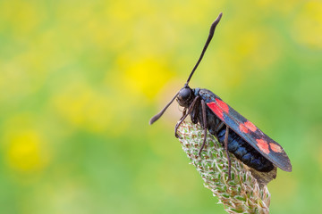 Zygaena filipendulae