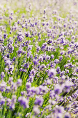 Fototapeta premium Summer lavender flower field, can be used as background