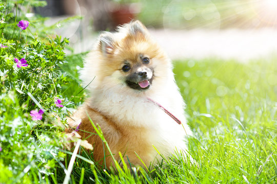 Adorable little pomeranian puppy in green grass