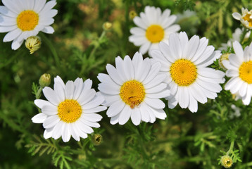 Fototapeta premium Feverfew, is pretty widespread composite