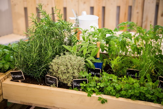 herbs for cooking