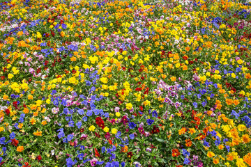 Flowers festival in Hokkaido