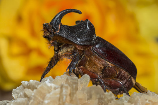 Escarabajo rinoceronte