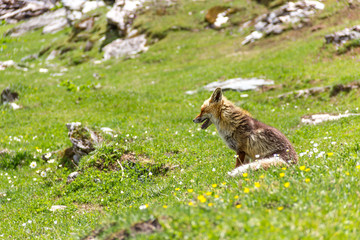 Volpe in montagna