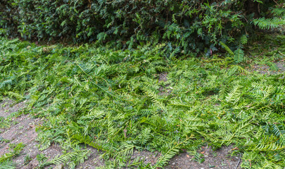 Fototapeta premium Pruning cuts from a Taxus Baccata or European Yew hedge