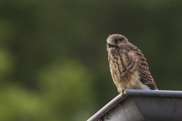 Juvenile Kestrel in a roof gutter