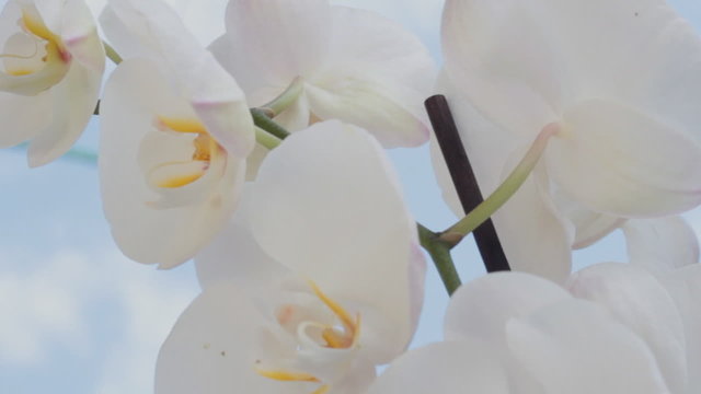 white orchid macro footage
