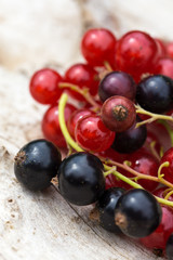 Frisch geerntete schwarze und rote Johannisbeeren