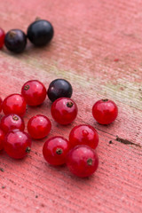 Frisch geerntete schwarze und rote Johannisbeeren