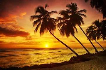 Fotobehang Barbados © Fyle