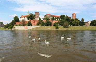 Kraków - zamek - łabędzie - rzeka © Rochu_2008