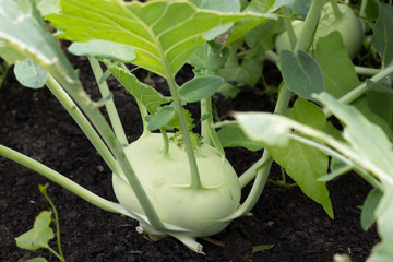 Kohlrabifeld