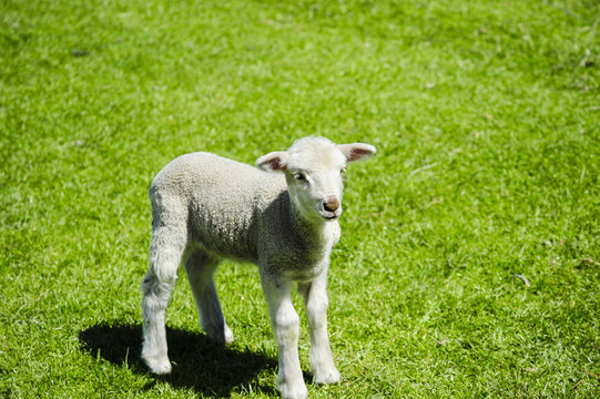 Lamb in a field of grass