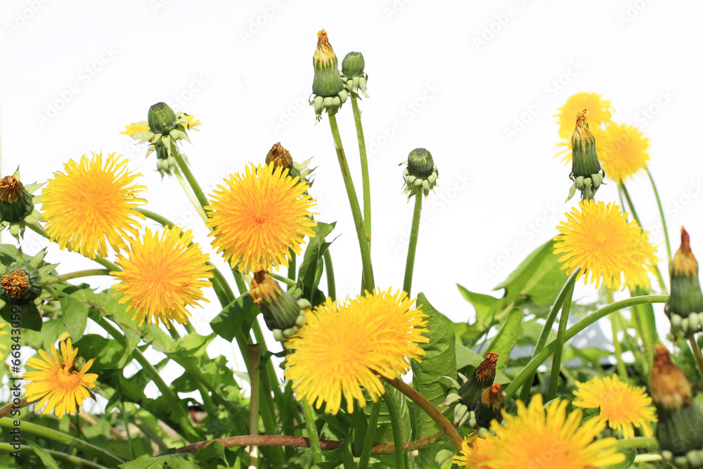 Wall mural Dandelion blossom on white