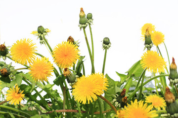 Dandelion blossom on white