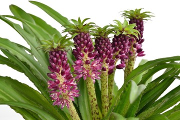 Eucomis 'Aloha Lily Leia'