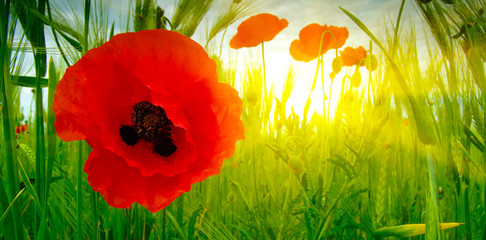 Poppy