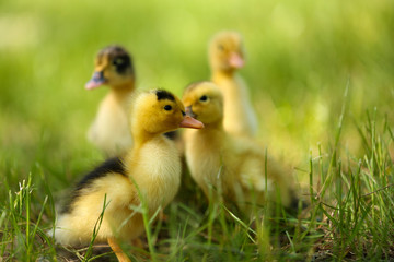 Little cute ducklings on green grass, outdoors