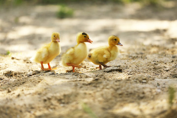 Little cute ducklings on sand, outdoors