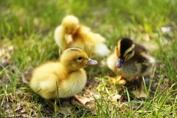 Little cute ducklings on green grass, outdoors