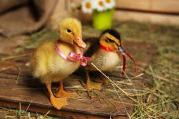 Little cute ducklings in barn