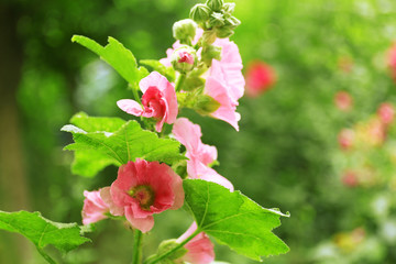 Fototapeta premium Beautiful flower in garden