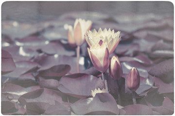 Water Lily paper background