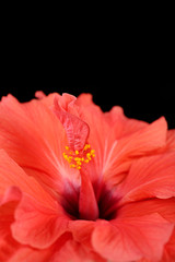 Red Hibiscus flower, close-up, isolated on black