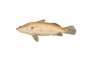 sea bass