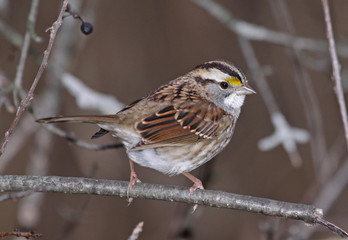 White-throated Sparrow Pose