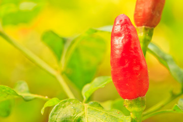  guinea-pepper