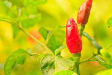  guinea-pepper