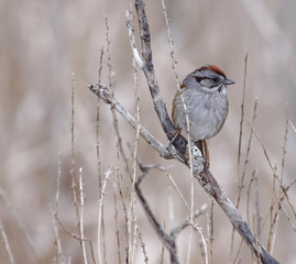 Swamp Sparrow