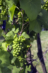 Vines and sour grapes detail. Color image