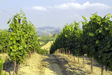Fototapeta na wymiar Vineyards, Oltrepo Pavese. Color image