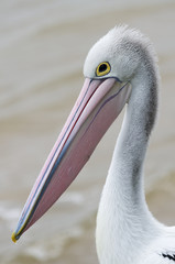 Pelican Head Portrait
