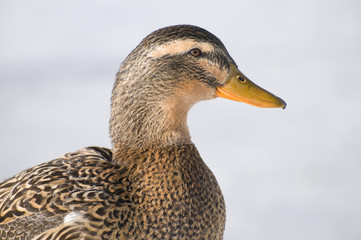 Female Mallard Duck