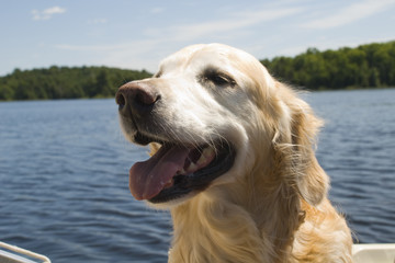 Golden Retriever