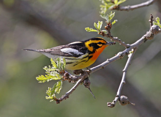 Naklejka premium Blackburnian Warbler