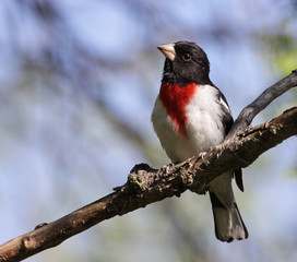 Inquiring Rose-Breasted Grosbeak
