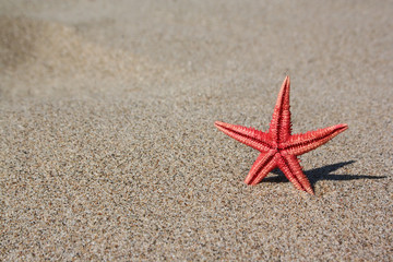 Red starfish on sand