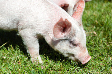 Little Piglet Feeding on Grass